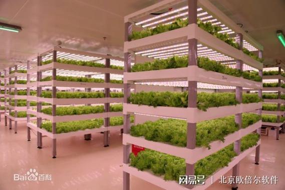 指尖上的农场 北京欧倍尔3D设施农业虚拟仿真软件如何重塑植物工厂教学